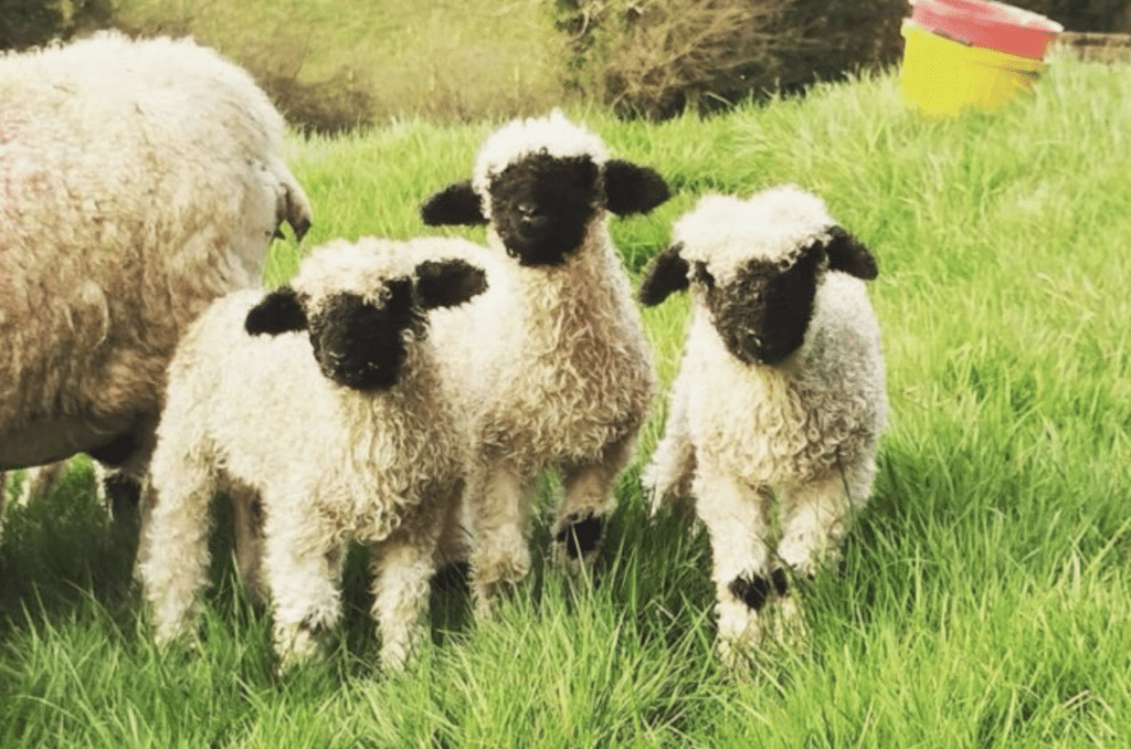 Vet’s Corner with lambing tips: ‘A ewe is basically like a mini cow’
