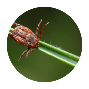 Mites, Ticks & Lice
