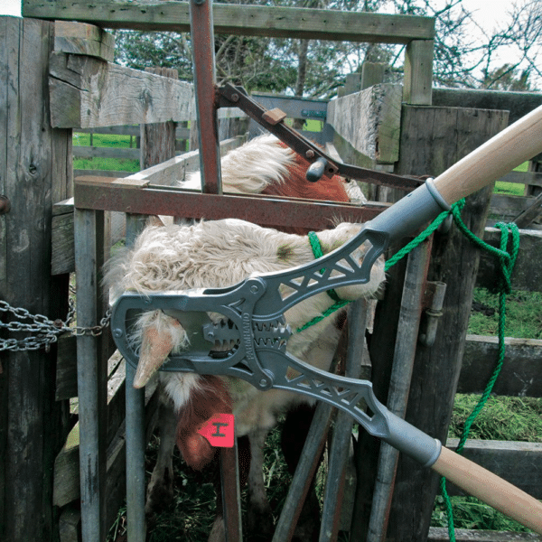 Dehorner Farmhand Large Geared In Use