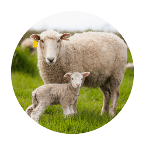 Breeding & Lambing