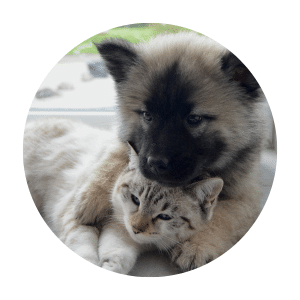 Dog & Cat Wormers