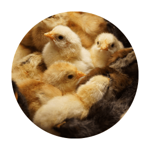 Poultry Rearing