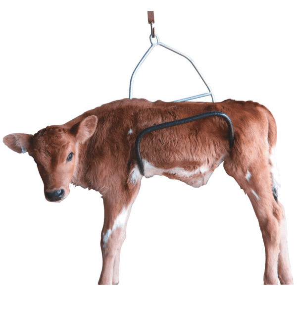 Calf Weigh Cradle