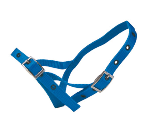 Halter nylon calf tethering blue