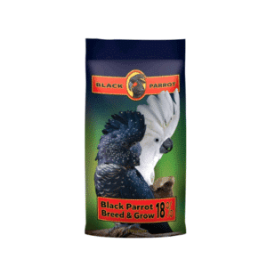 Black parrot breed grow 18 20kg