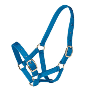 Gymkhana foal halter royal blue