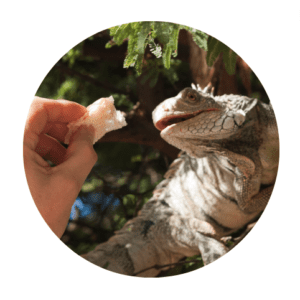 Reptile Supplements