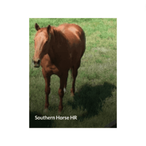 Sw southern horse hr