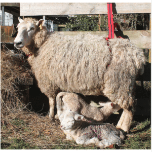 Lambing harness adlam