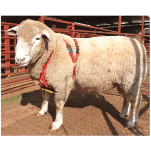 Ram Harness MatingMark