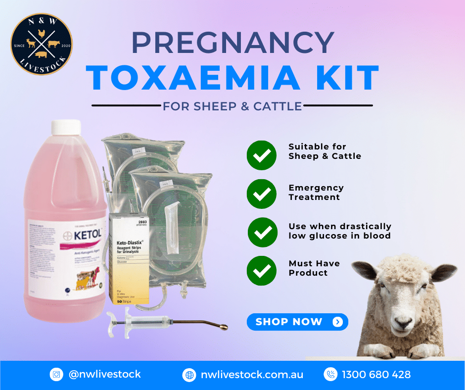 Pregnancy Toxaemia Kit (1)