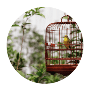 Bird Cages & Stands