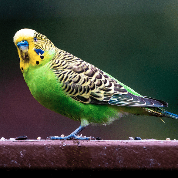 Budgie