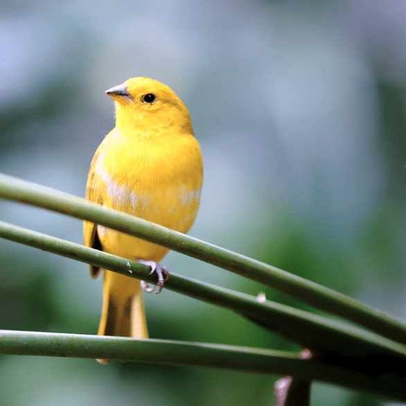 Canary 1