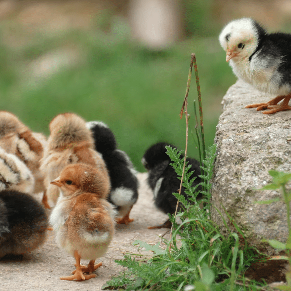 Chicks