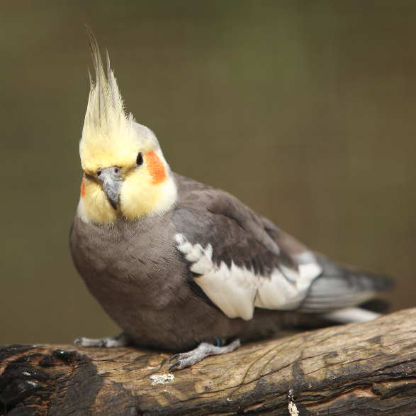 Cockatiel