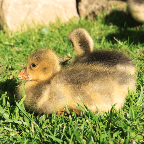 Goslings