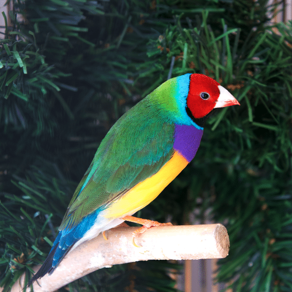 Gouldian Finch