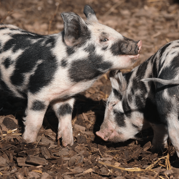 Piglets