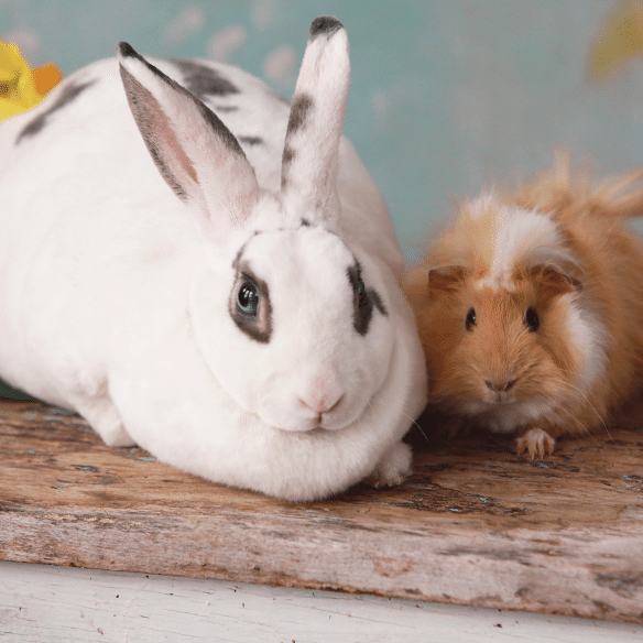 Rabbit & Guinea Pig