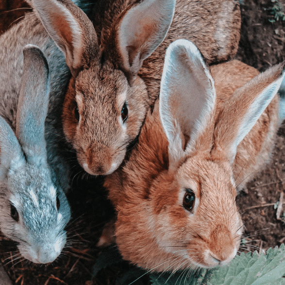 Rabbits