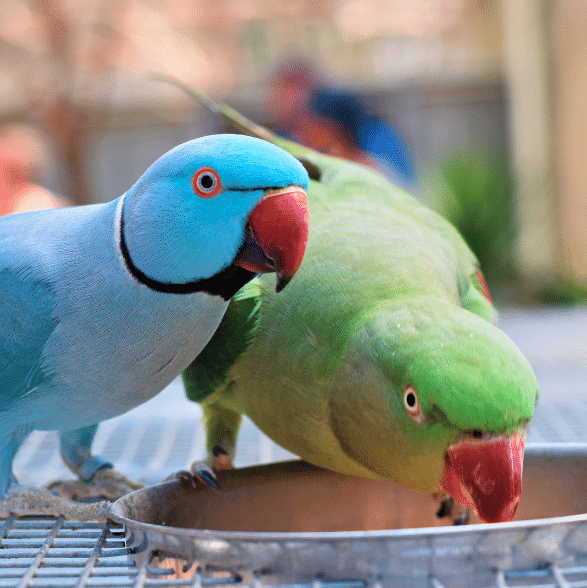 Ringneck Parrot