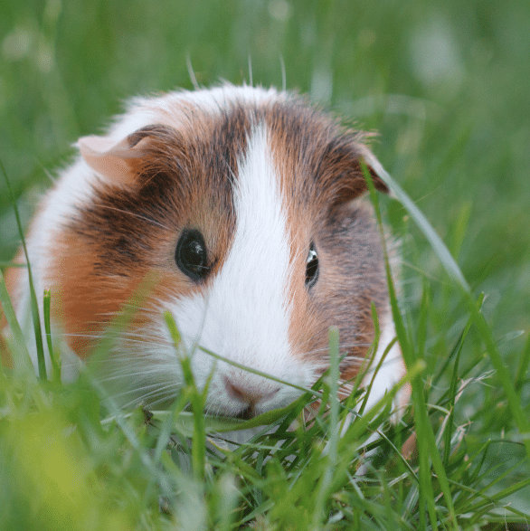 Guinea Pig 1