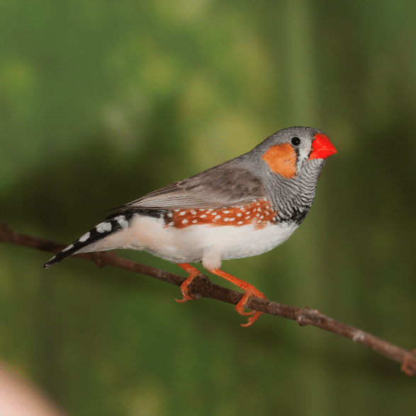 Zebra Finch 1